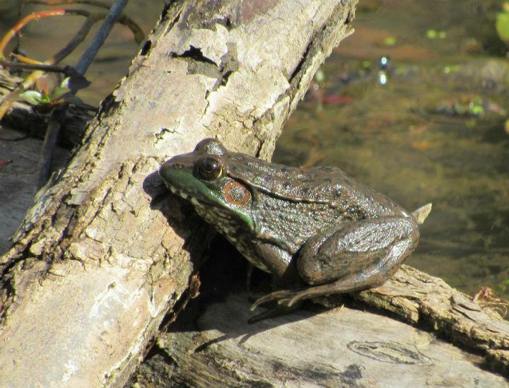 Green Frog